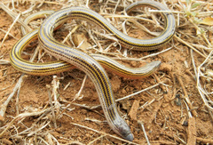 Eastern Cape Legless Skink photo 4