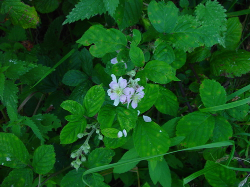 Rhombic-leaved Bramble (Rubus rhombifolius)