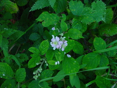 Rubus rhombifolius