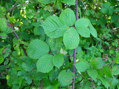 Rubus rhombifolius