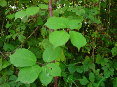 Rubus rhombifolius