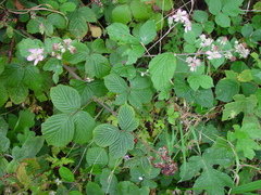Rubus rhombifolius