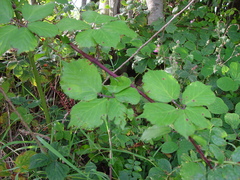 Rubus rhombifolius