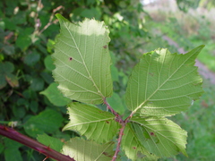 Rubus rhombifolius