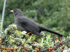 Turdus fuscater