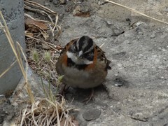 Zonotrichia capensis