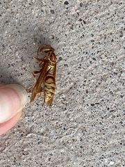 Polistes apachus apachus