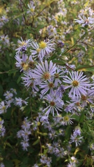 Symphyotrichum