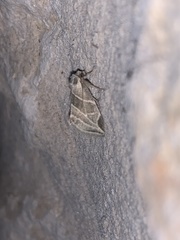 Plagiomimicus tepperi