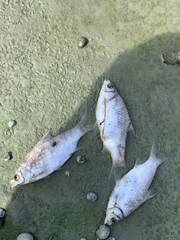 Barbonymus schwanefeldii