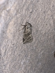 Plagiomimicus tepperi