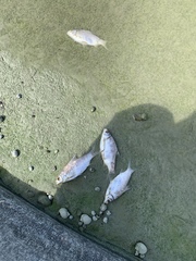 Barbonymus schwanefeldii