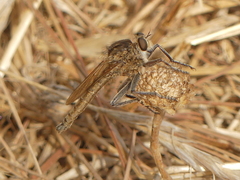 Etrurus emarginatus