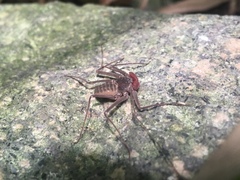 Paraphrynus mexicanus