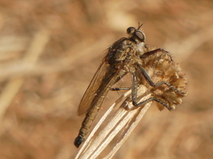 Etrurus emarginatus