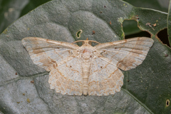 Calletaera subexpressa