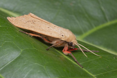 Spilosoma cervina