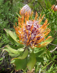 Leucospermum glabrum