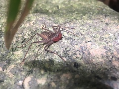 Paraphrynus mexicanus