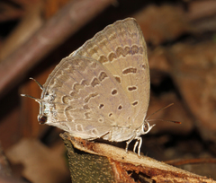 Arhopala atrax