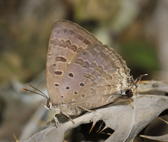 Arhopala atrax