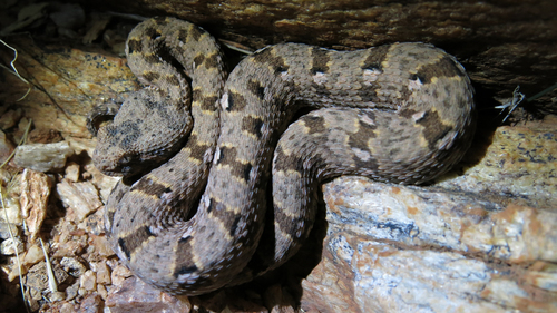 Desert Mountain Adder