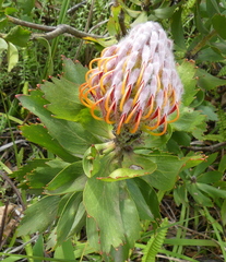 Leucospermum glabrum