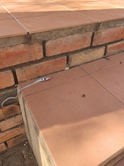 Thelotornis capensis