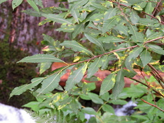 Salix silesiaca