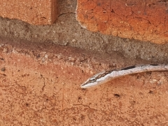 Thelotornis capensis