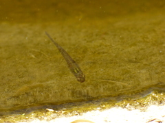 Cnesterodon decemmaculatus