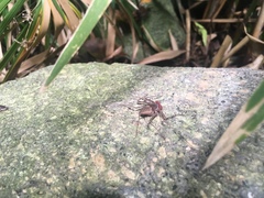 Paraphrynus mexicanus