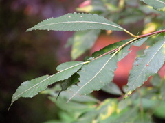 Salix silesiaca