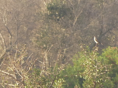 Curruca communis