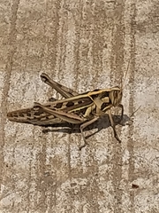 Cyrtacanthacris tatarica