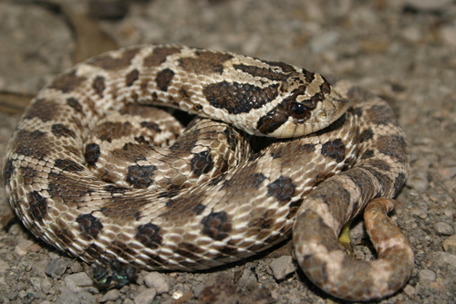 Mexican Hognose Snake