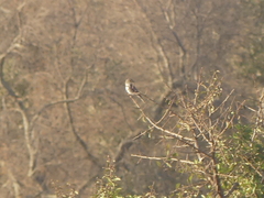 Curruca communis