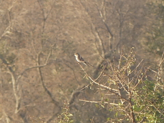 Curruca communis