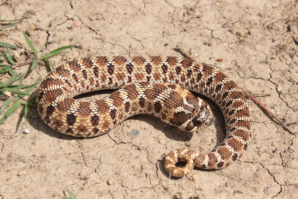 Mexican Hognose Snake in July 2012 by Michael Price · iNaturalist