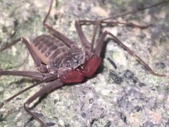 Paraphrynus mexicanus