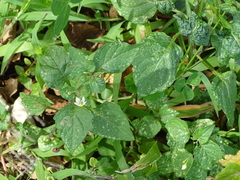 Solanum retroflexum