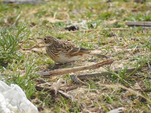 Puna Pipit (Anthus brevirostris), photo 8