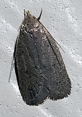 Inga obscuromaculella