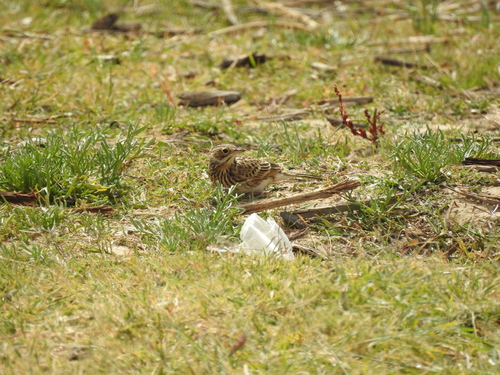 Puna Pipit (Anthus brevirostris), photo 9