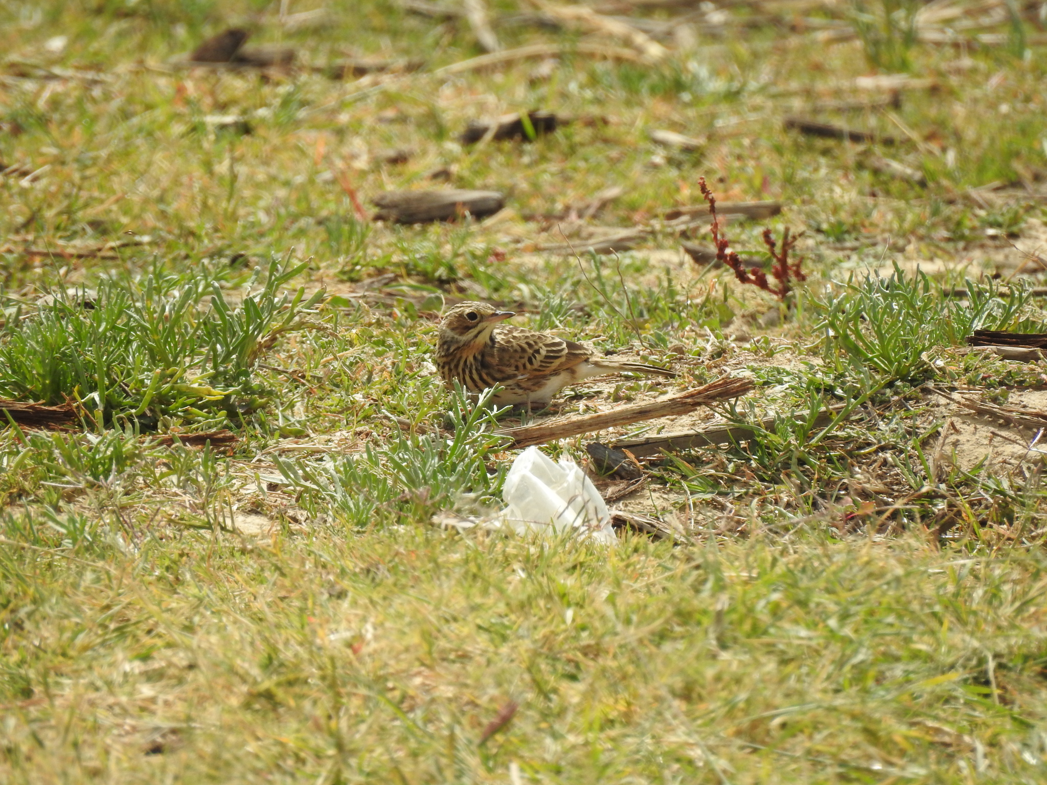 Puna Pipit (Anthus brevirostris), photo 9