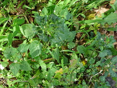 Solanum retroflexum