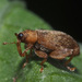 Flea Weevils - Photo (c) Felix Riegel, some rights reserved (CC BY-NC), uploaded by Felix Riegel
