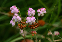 Erica tetralix