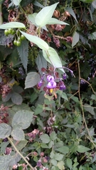 Solanum dulcamara