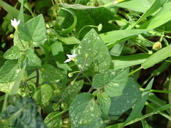 Solanum retroflexum